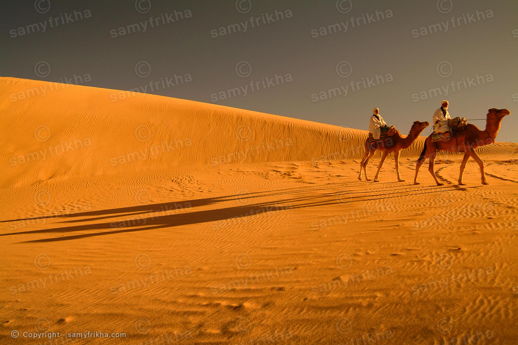 Chameaux au Sahara Tunisienne : Samy Frikha
