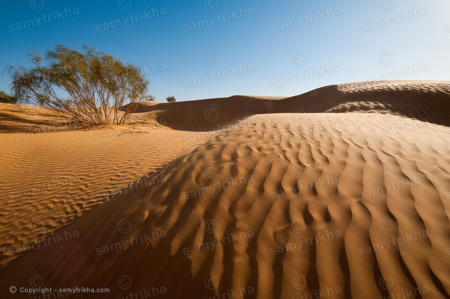 Dune à Tozeur : Samy Frikha