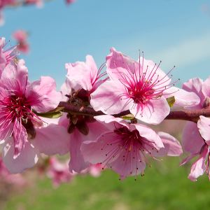 Landscapes and  Nature