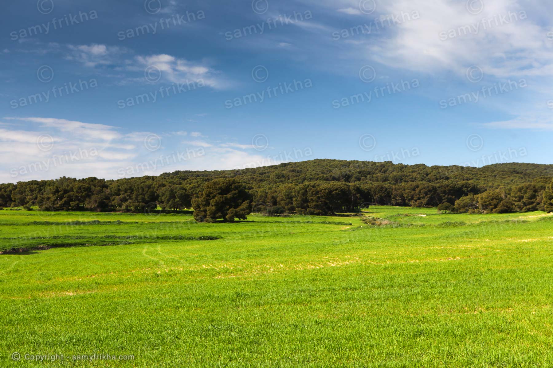 Verdure : Samy Frikha