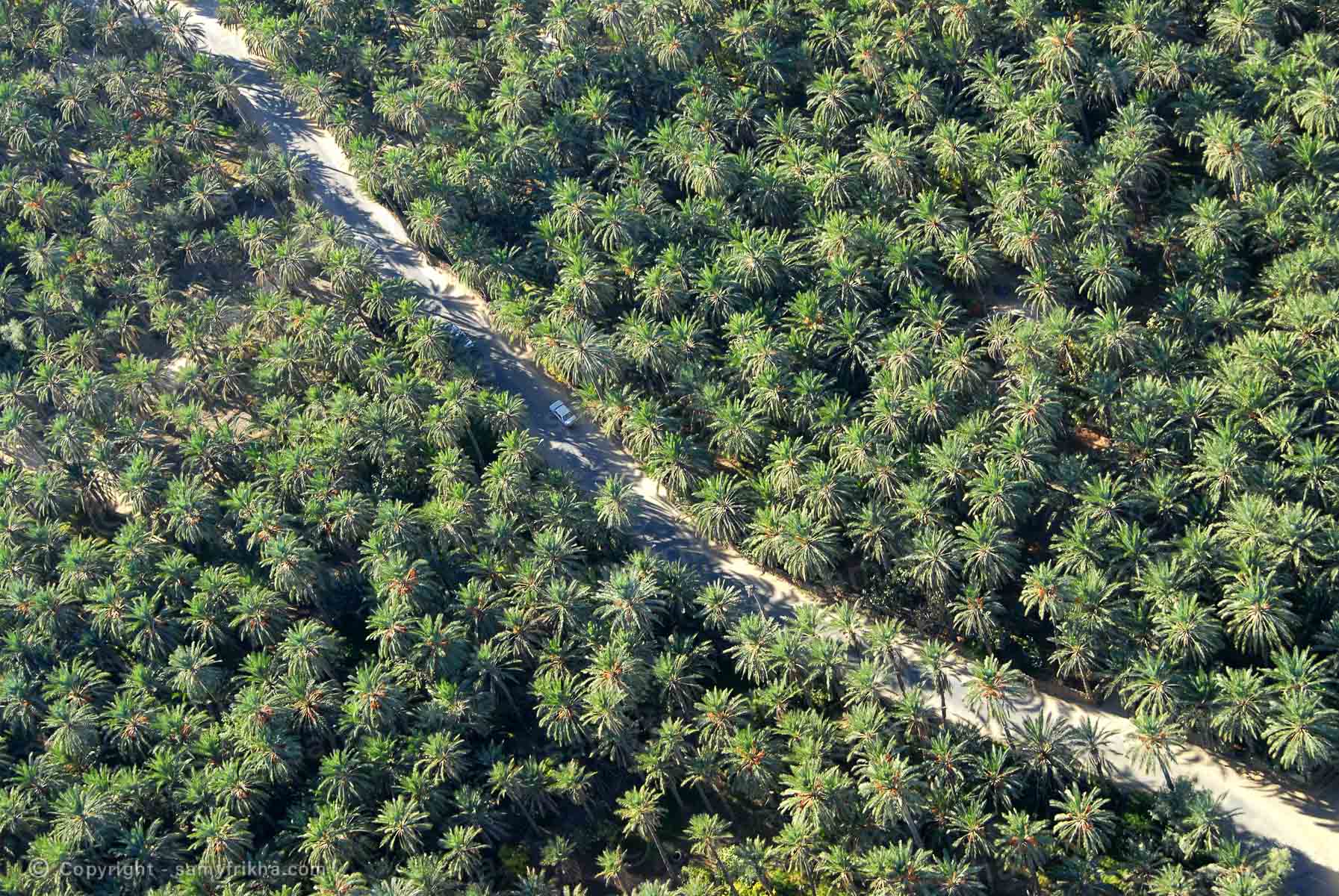 Vue aérienne d'une plantation agricole en Tunisie