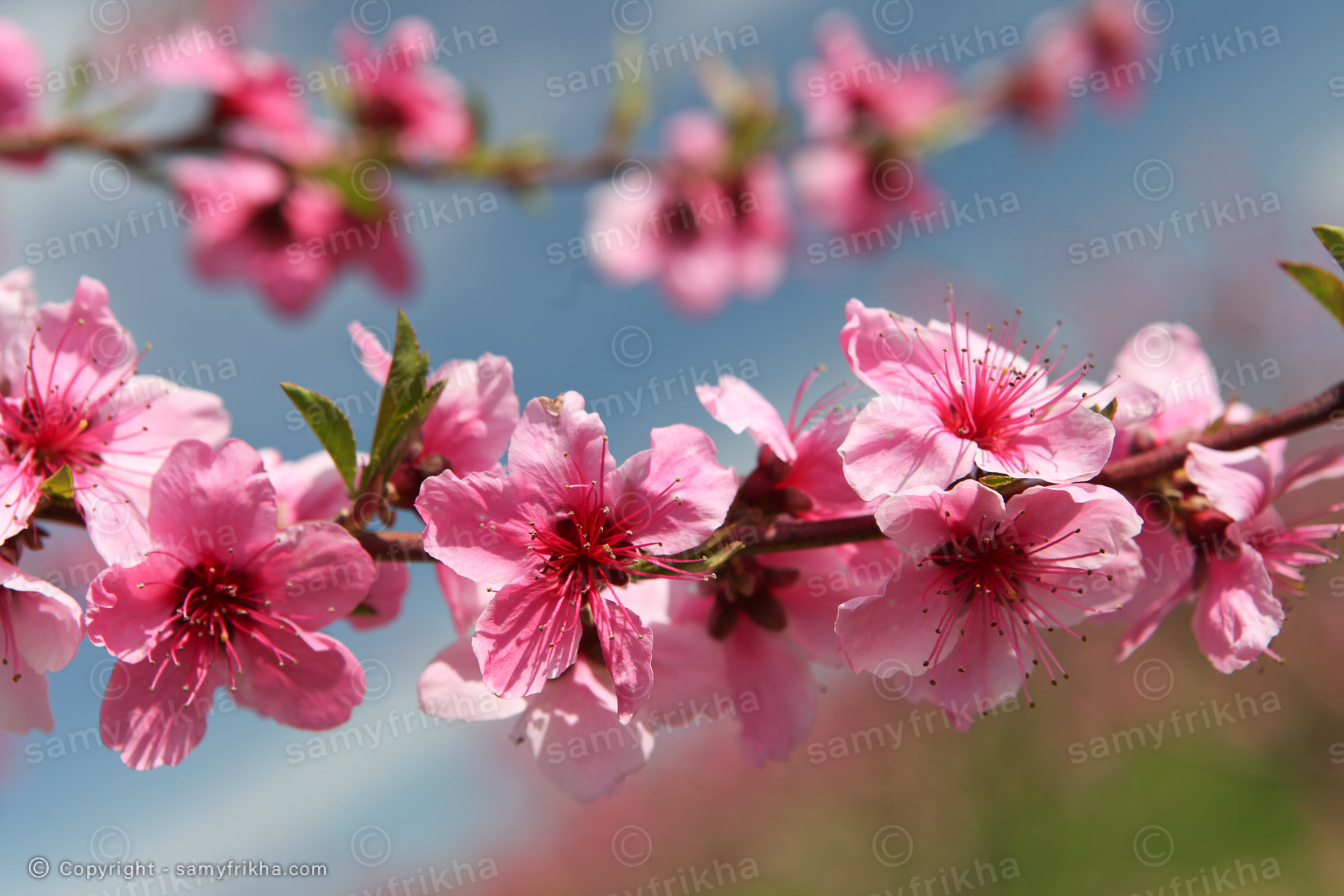 Fleurs