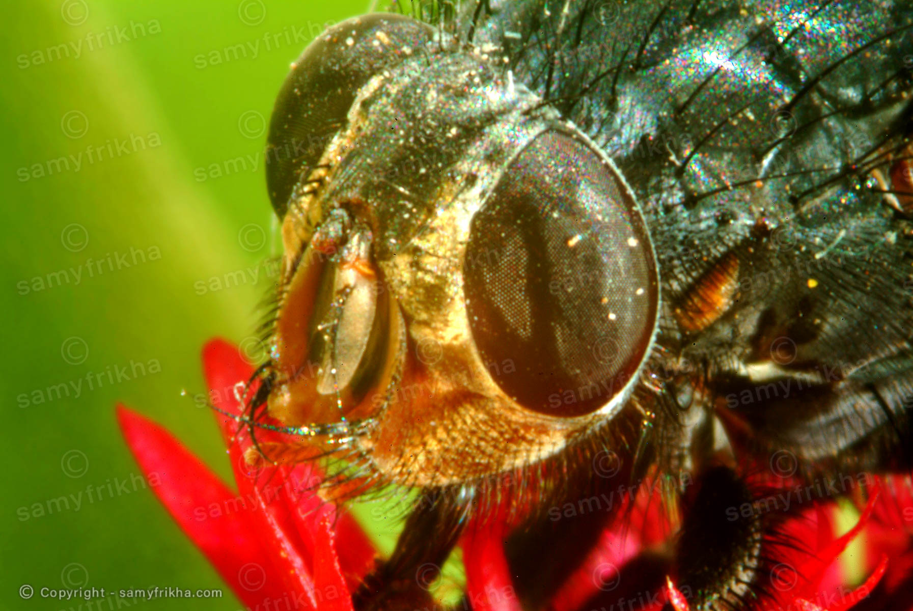 Abeille