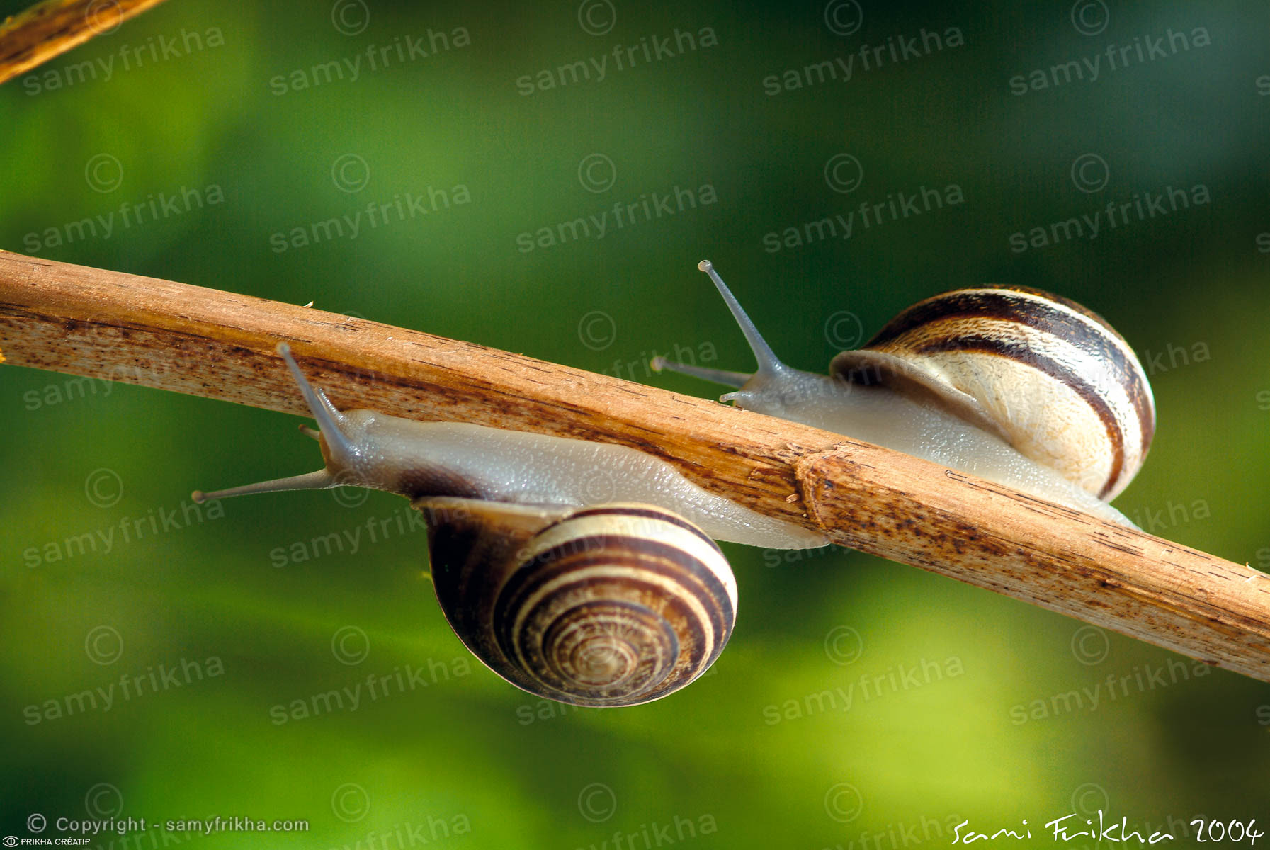 Escargot