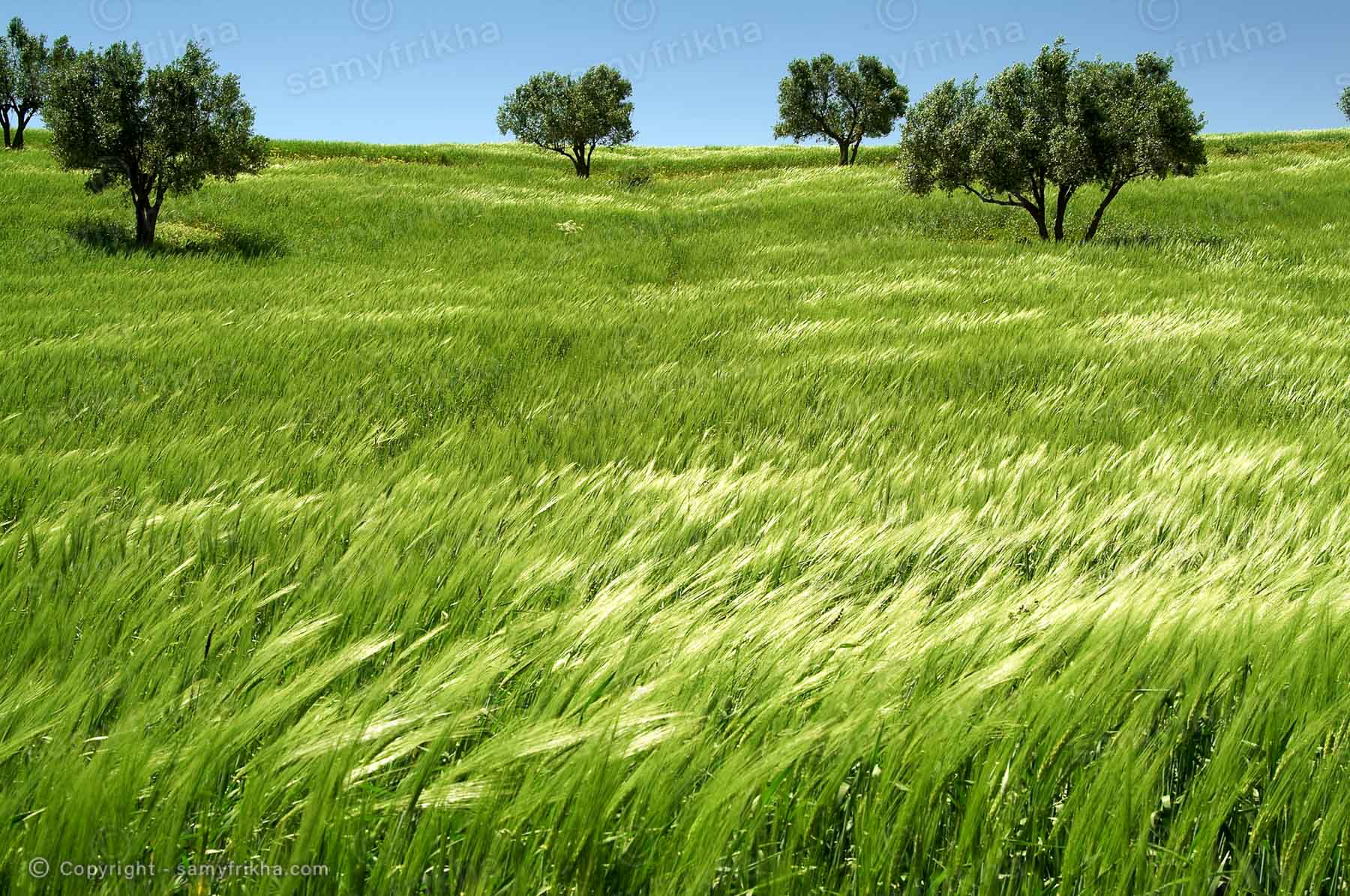 Verdure et oliviers