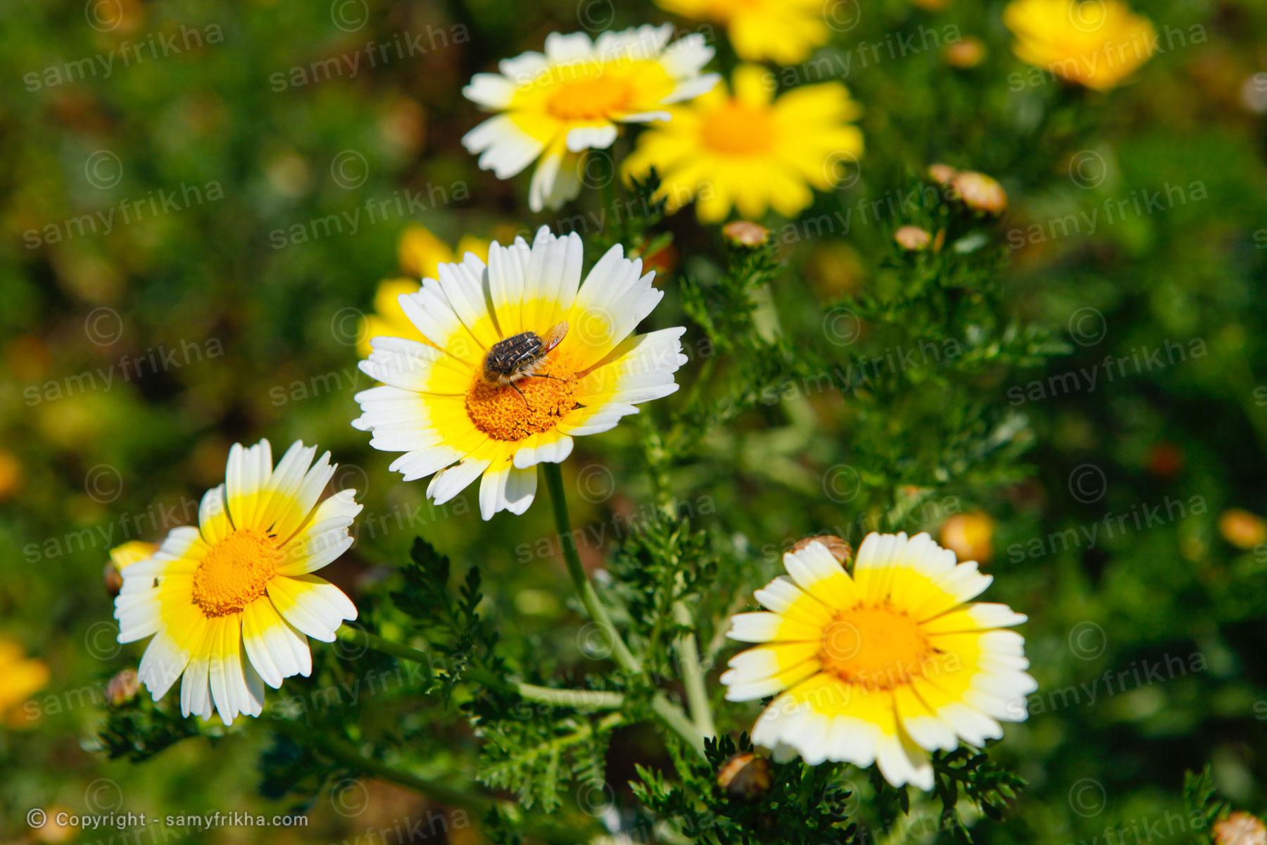 Fleur et abeille